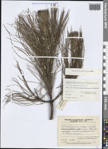 Pinus yunnanensis Franch., Зарубежная Азия (ASIA) (КНР)