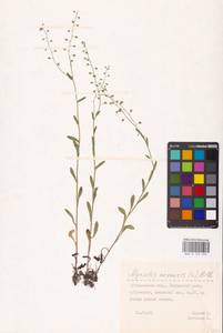 MHA 0 153 055, Незабудка полевая (L.) Hill, Восточная Европа, Средневолжский район (E8) (Россия)