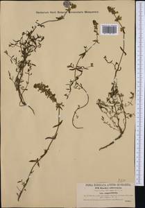 Stachys recta subsp. subcrenata (Vis.) Briq., Западная Европа (EUR) (Хорватия)