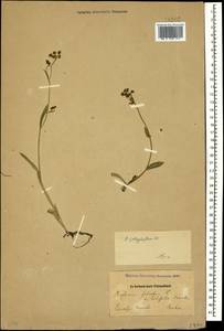 Володушка многолистная Ledeb., Кавказ, Дагестан (K2) (Россия)