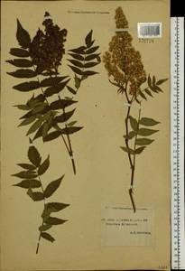 Рябинник рябинолистный (L.) A.Braun, Сибирь, Якутия (S5) (Россия)