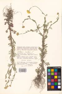 Cota tinctoria subsp. tinctoria, Восточная Европа, Нижневолжский район (E9) (Россия)