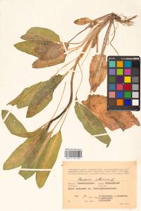 Вечерница сибирская L., Восточная Европа, Нижневолжский район (E9) (Россия)