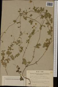 Potentilla ×italica Lehm., Западная Европа (EUR) (Швейцария)