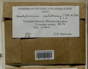 Brachythecium salebrosum (Hoffm. ex F. Weber & D. Mohr) Schimp., Гербарий мохообразных, Мхи - Центральное Нечерноземье (B6) (Россия)