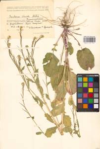 Сурепка прямая, Сурепка сжатая Andrz., Восточная Европа, Нижневолжский район (E9) (Россия)