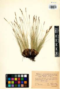 Carex myosuroides Vill., Сибирь, Прибайкалье и Забайкалье (S4) (Россия)