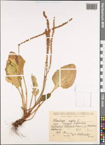 Подорожник большой L., Кавказ, Грузия (K4) (Грузия)