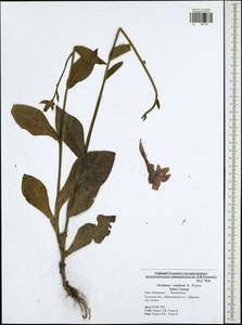 Nicotiana ×sanderae W. Watson, Восточная Европа, Центральный район (E4) (Россия)