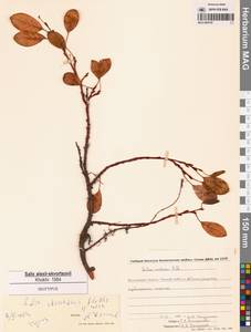 Ива Алексея Скворцова A.P.Khokhr., Сибирь, Чукотка и Камчатка (S7) (Россия)