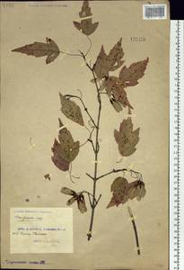 Клен гиннала, Клен приречный (Maxim.) Wesm., Сибирь, Дальний Восток (S6) (Россия)