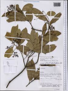 Ocotea diospyrifolia (Meisn.) Mez, Америка (AMER) (Парагвай)