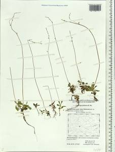 Камнеломка листочковая (R. Br.) Gornall, Сибирь, Дальний Восток (S6) (Россия)
