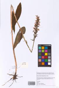 Dactylorhiza maculata subsp. fuchsii (Druce) Hyl., Восточная Европа, Северо-Западный район (E2) (Россия)