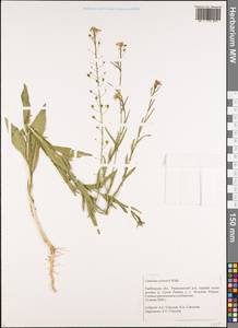 Camelina microcarpa subsp. pilosa (DC.) Jáv., Восточная Европа, Центральный лесостепной район (E6) (Россия)