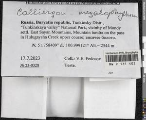 Calliergon megalophyllum Mikut., Гербарий мохообразных, Мхи - Прибайкалье и Забайкалье (B18) (Россия)