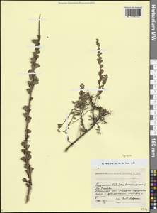 Спирея, Кавказ, Грузия (K4) (Грузия)