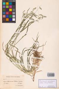 Щучка дернистая, Сибирь, Чукотка и Камчатка (S7) (Россия)