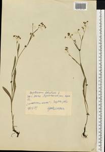 Володушка серповидная L., Восточная Европа, Центральный лесостепной район (E6) (Россия)