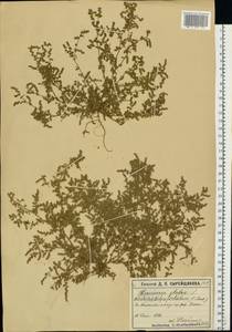 Грыжник голый L., Восточная Европа, Московская область и Москва (E4a) (Россия)