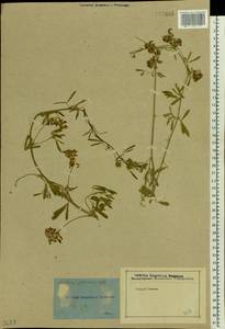 Medicago sativa subsp. glomerata (Balb.) Rouy, Восточная Европа, Ростовская область (E12a) (Россия)