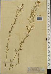 Дескурения Софии (L.) Webb ex Prantl, Монголия (MONG) (Монголия)