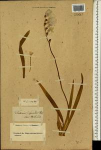 Tritonia squalida (Aiton) Ker Gawl., Ботанические сады и дендрарии (GARD) (Россия)