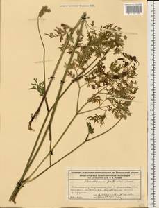 Гирчовница болотная (L.) Hoffm., Восточная Европа, Волжско-Камский район (E7) (Россия)