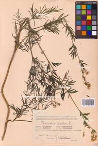 Василисник светлый, Василисник блестящий L., Восточная Европа, Западный район (E3) (Россия)