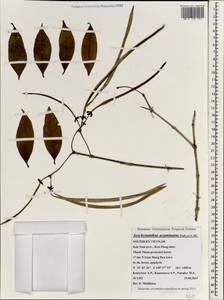 Aeschynanthus acuminatus Wall. ex A. DC., Зарубежная Азия (ASIA) (Вьетнам)