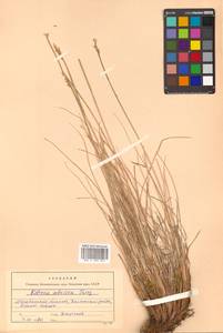 Carex borealipolaris S.R.Zhang, Сибирь, Чукотка и Камчатка (S7) (Россия)