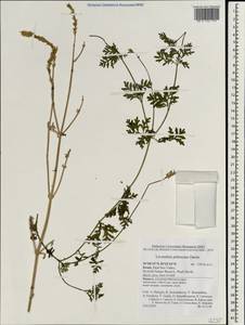 Lavandula pubescens Decne., Зарубежная Азия (ASIA) (Израиль)