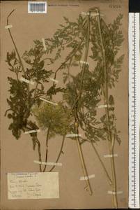 Морковь обыкновенная, Морковь дикая L., Восточная Европа, Ростовская область (E12a) (Россия)