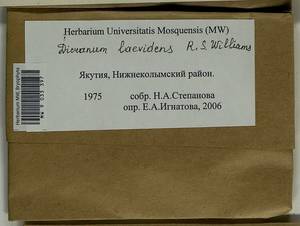Dicranum laevidens R.S. Williams, Гербарий мохообразных, Мхи - Якутия (B19) (Россия)