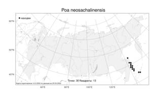 Poa neosachalinensis, Poa finitima T.Koyama, Атлас флоры России (FLORUS) (Россия)