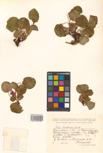 Salix nakamurana subsp. kurilensis (Koidz.) H. Ohashi, Сибирь, Дальний Восток (S6) (Россия)