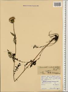 Klasea radiata subsp. radiata, Кавказ, Северная Осетия, Ингушетия и Чечня (K1c) (Россия)