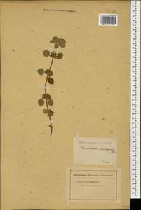 Marrubium propinquum Fisch. & C.A.Mey., Кавказ (без точных местонахождений) (K0)