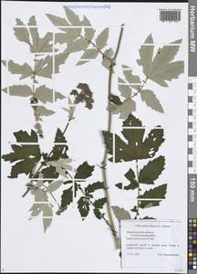 Таволга вязолистная (L.) Maxim., Восточная Европа, Волжско-Камский район (E7) (Россия)