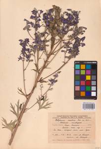 Живокость клиновидная Steven ex DC., Восточная Европа, Центральный лесостепной район (E6) (Россия)