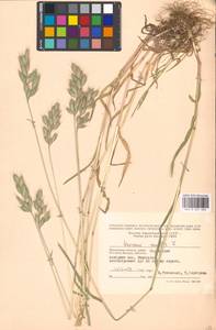 Bromus hordeaceus subsp. hordeaceus, Восточная Европа, Московская область и Москва (E4a) (Россия)