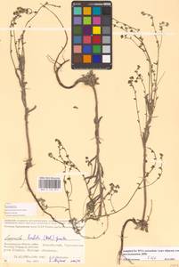 Липучка бородчатая (M.Bieb.) Gürke, Восточная Европа, Нижневолжский район (E9) (Россия)