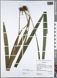 Aspidistra viridiflora Vislobokov & Nuraliev, Зарубежная Азия (ASIA) (Вьетнам)
