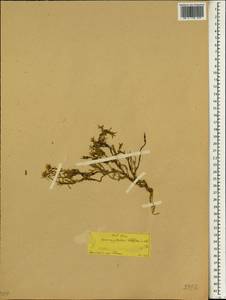 Aethionema iberideum (Boiss.) Boiss., Зарубежная Азия (ASIA) (Турция)