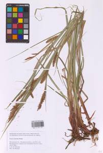 Осока носатая Stokes, Восточная Европа, Московская область и Москва (E4a) (Россия)