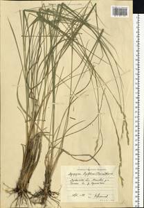 Pseudoroegneria stipifolia (Trautv.) Á.Löve, Восточная Европа, Северо-Украинский район (E11) (Украина)
