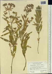 Молочай острый, Сибирь, Центральная Сибирь (S3) (Россия)