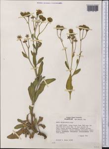 Platyschkuhria integrifolia (A. Gray) Rydb., Америка (AMER) (США)