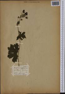 Герань темно-бурая L., Ботанические сады и дендрарии (GARD) (Неизвестно)