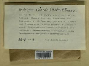 Hedwigia ciliata (Hedw.) Boucher, Гербарий мохообразных, Мхи - Закавказье (B13) (Южная Осетия)